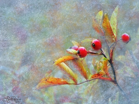 Berries in Ice