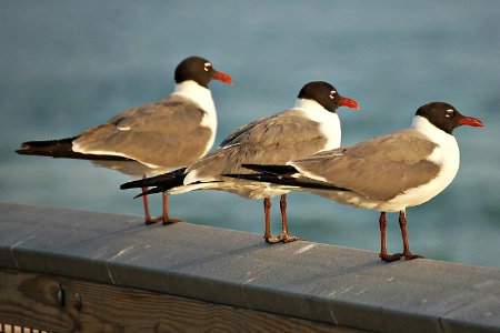 Larry, Curly & Mo