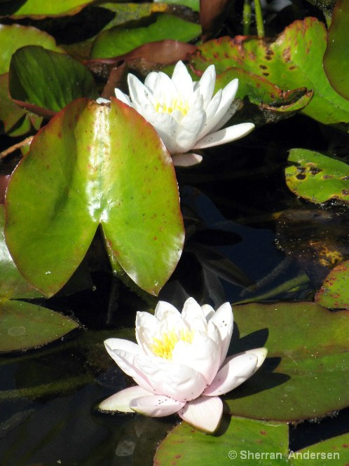 Water Lilies