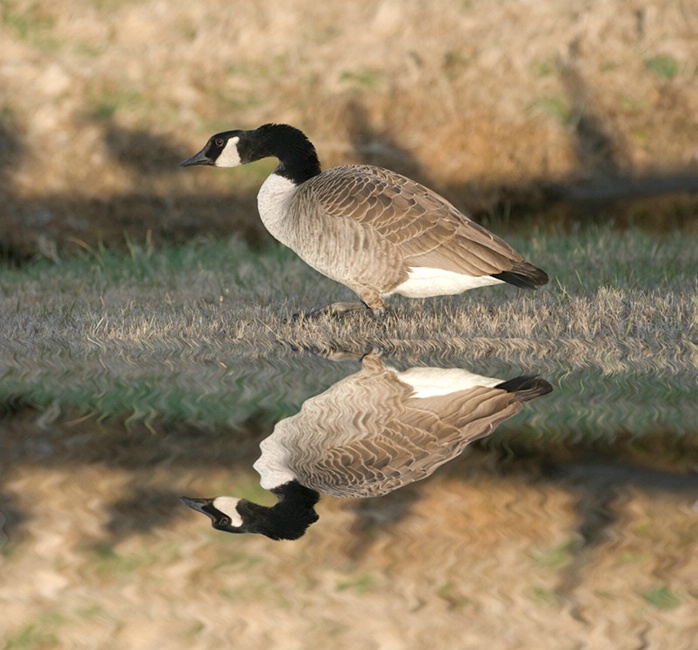 goose_reflection