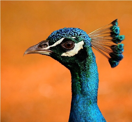 Peacock Profile