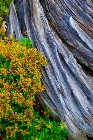 Driftwood and Sedum