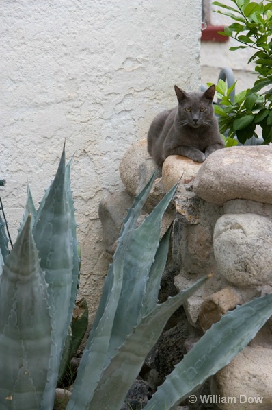 Cat and Century Plant-Tuscon Barrio - ID: 5494685 © William Dow