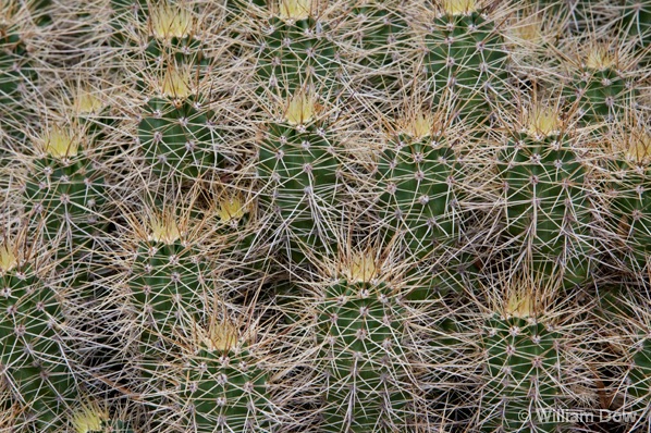 Cactus - ID: 5494686 © William Dow