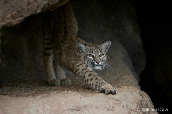Bobcat-Felis rufus - ID: 5494689 © William Dow