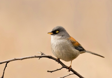 Yellow Eyed Junco