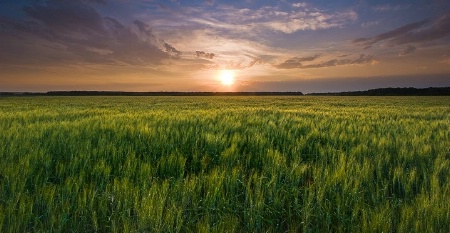 Endless Waves of Grain