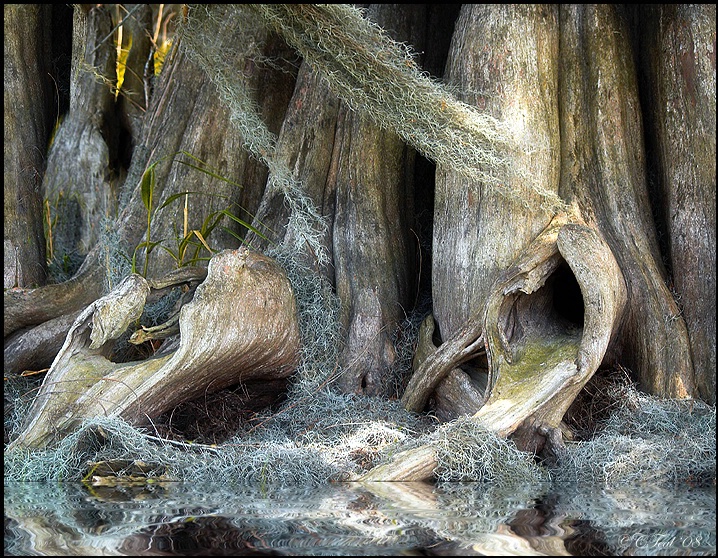 Cypress Swamp 