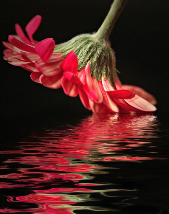 Gerbera Daisy Reflection