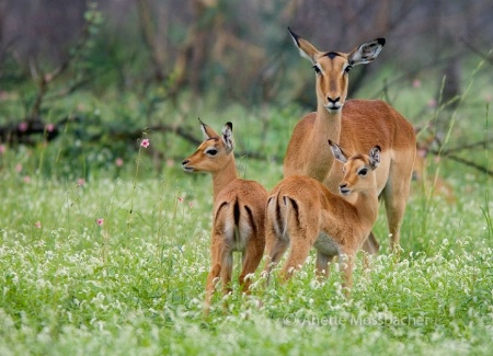 Impala, Aepyceros melampus