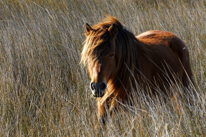 Salt Marsh Grass