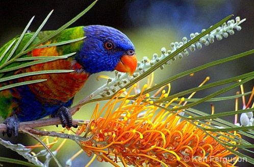 Aust. Rainbow Lorikeet #2