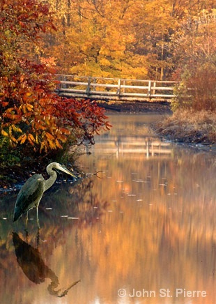 Heron In Water