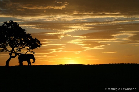 After: Elephant + Tree + Landscape