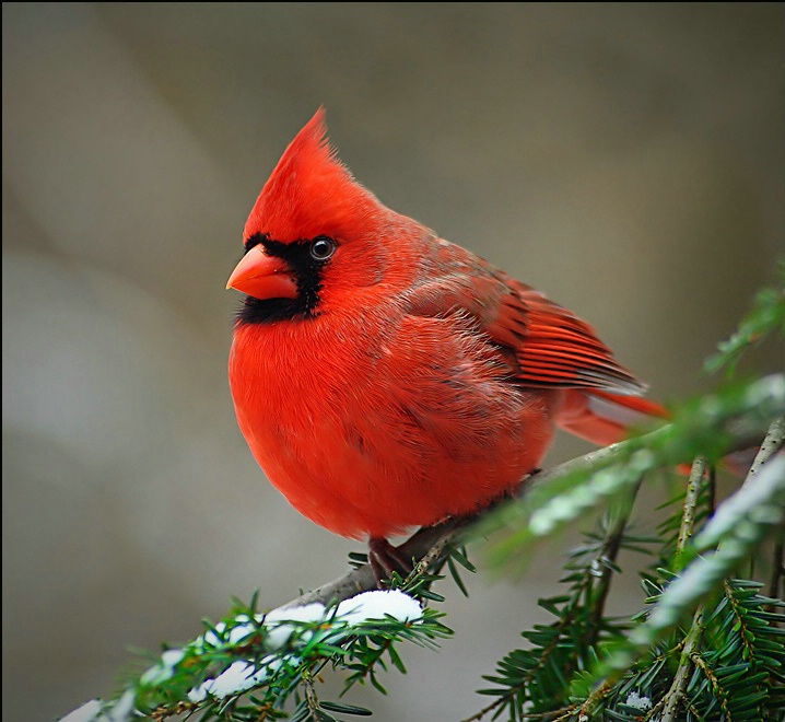 Cardinal