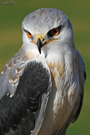 Black-shouldered Kite