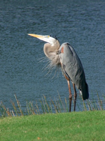 Great Blue Heron 3- ISO 100, F5.6, 1/500, F81.6mm