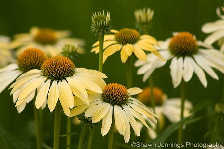 - Cone Flowers -