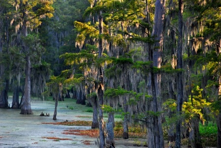 A Louisiana Bayou Dedicated To Herbert Keppler 