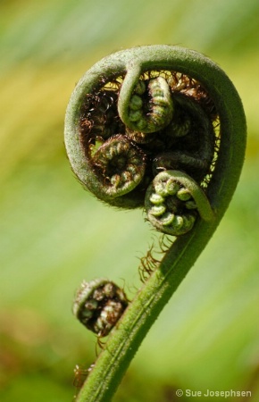 tree_fern_leaf