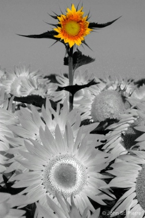 Sunflower After