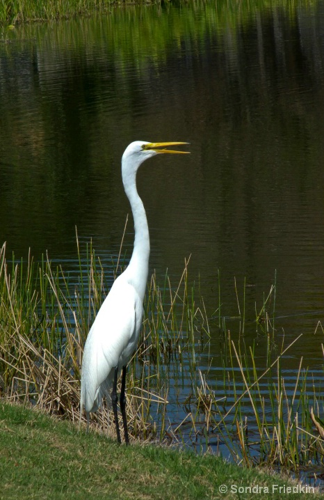 Egret fishing@ f8., 1/125, iso 100 