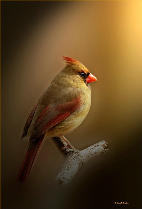 portrait of female cardinal