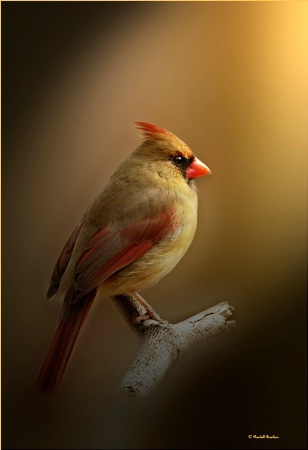 portrait of female cardinal