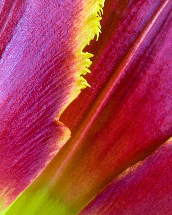 <b>Tulip</b>