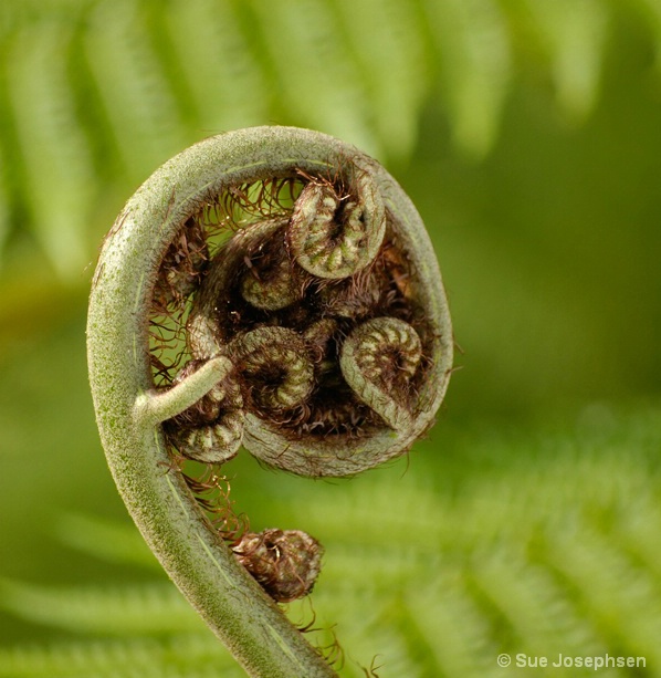 Frond with relector