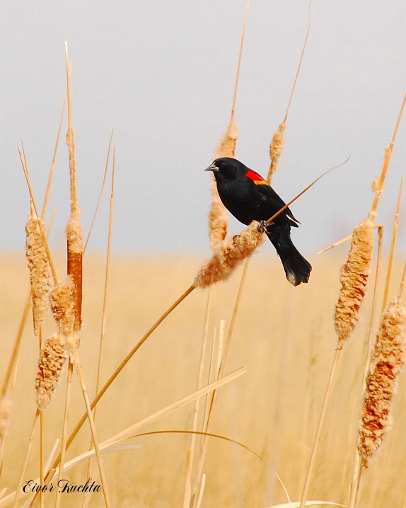 Red-winged blackbird