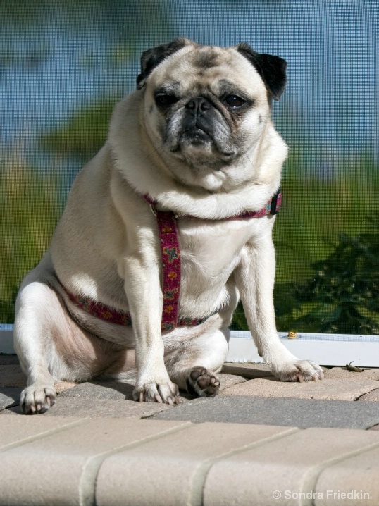 Annie At Her Post@F5.6,1/1000, ISO 100, EF70-300  