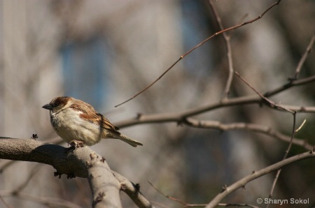 Bird on Tree