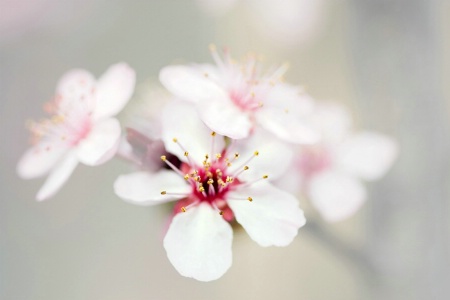 First Kiss of Spring