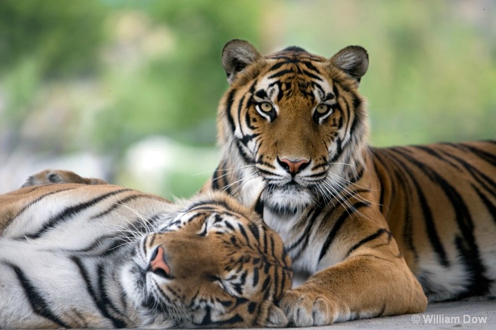 Bengal Tigers-Panthera tigris - ID: 5739151 © William Dow