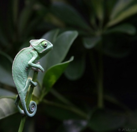 Chameleon