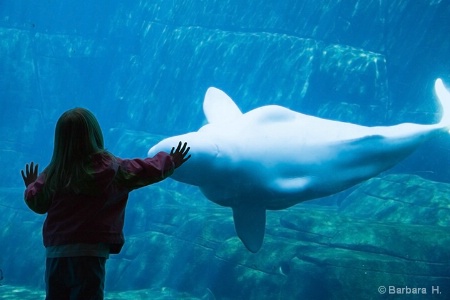 Baby beluga 