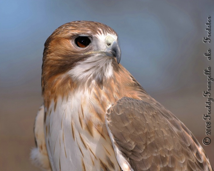 Female Red Tail Hawk     ( Captive ) - ID: 5769534 © Frederick A. Franzella