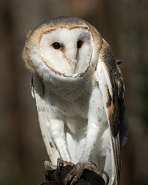 Barn owl