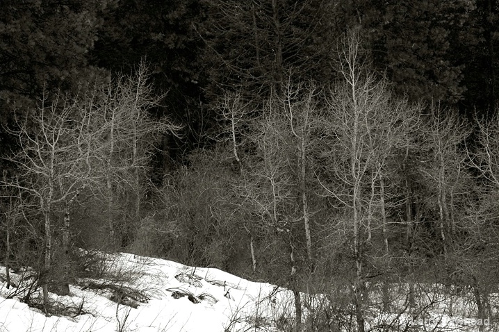 Bare Trees in Late Winter