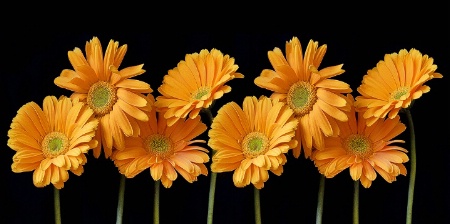 Gerberas