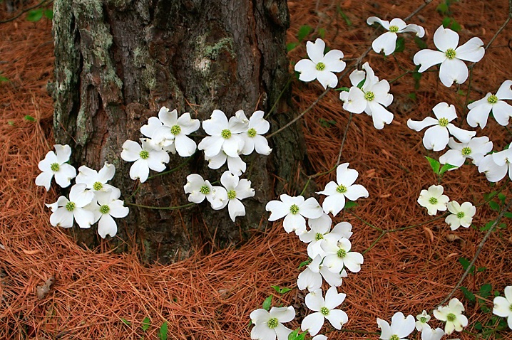 - Springtime Blossoms -