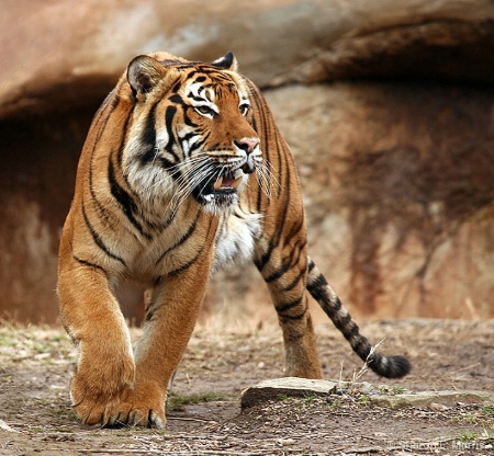 Angry Tiger