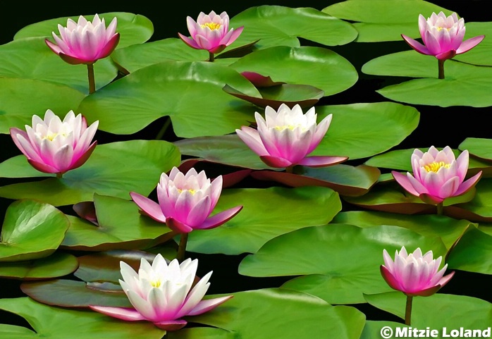 Water Lilies