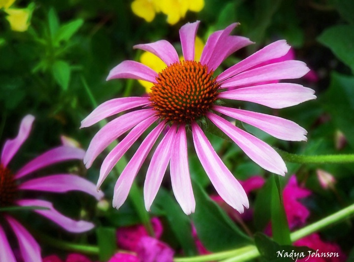 Cone Flower