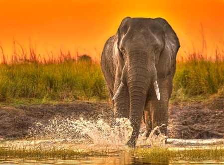 Splashing in the evening sun