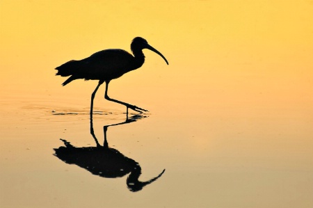 Glossy Ibis