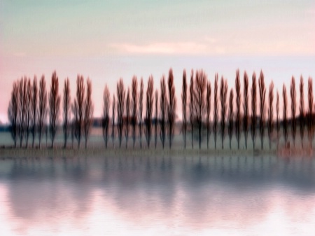 Poplars in the morning light