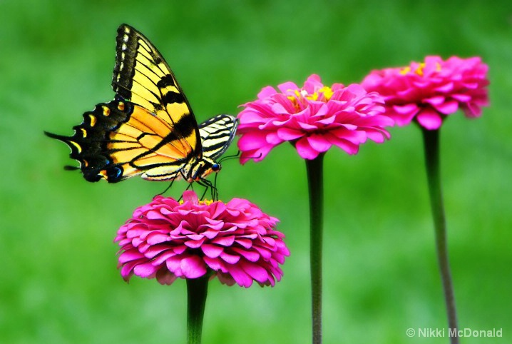 Swallowtail Visit #2