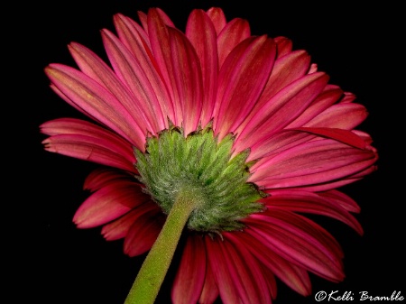 Gerbera Daisy